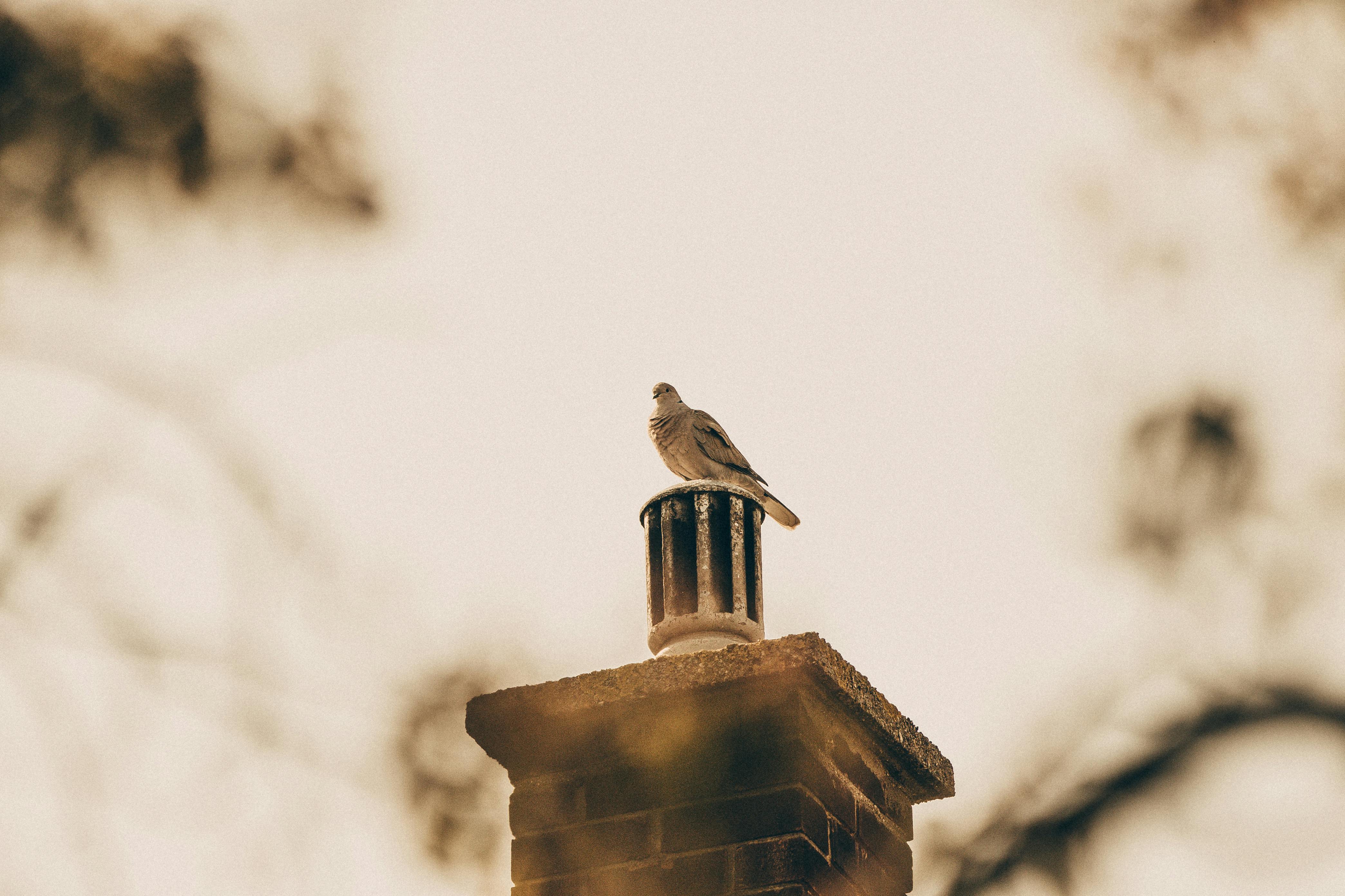 Professional Chimney Cap Installation Services in Pembroke Pine, FL Expert Chimney Cap Installation in Pembroke Pine, Florida